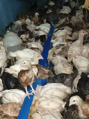 Poultry Birds