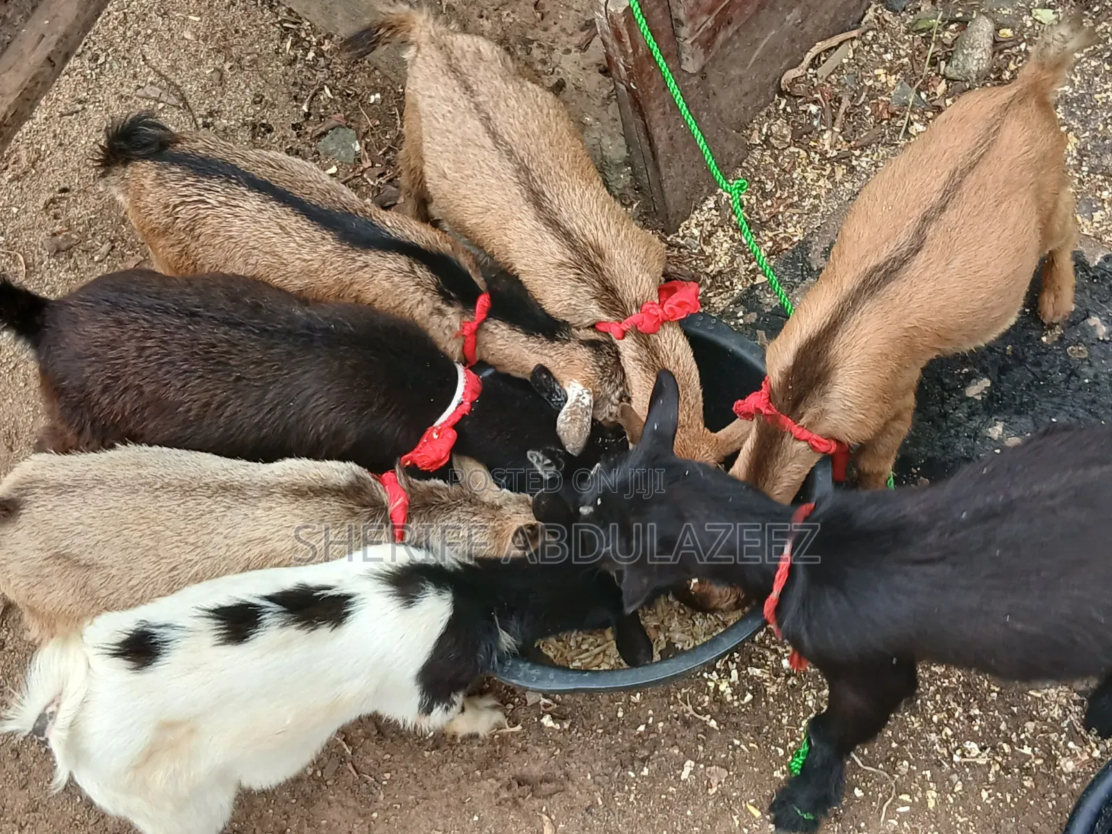 Beautiful Goats