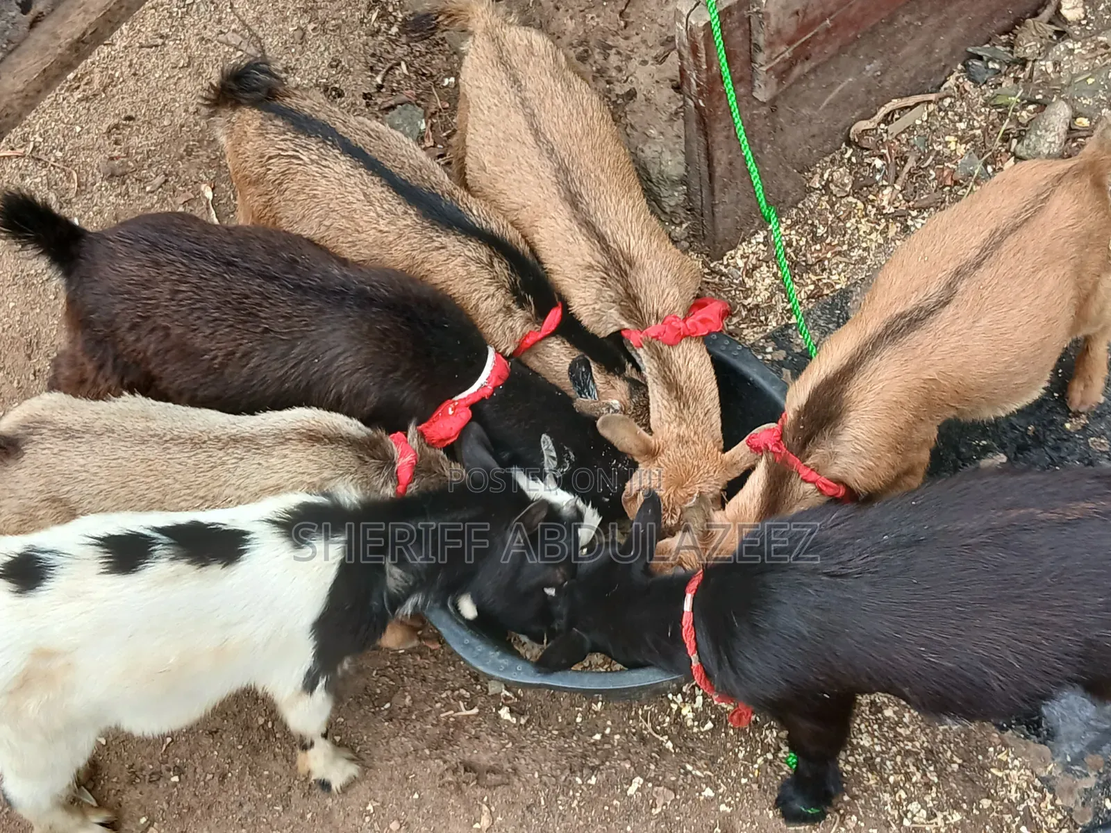 Beautiful Goats