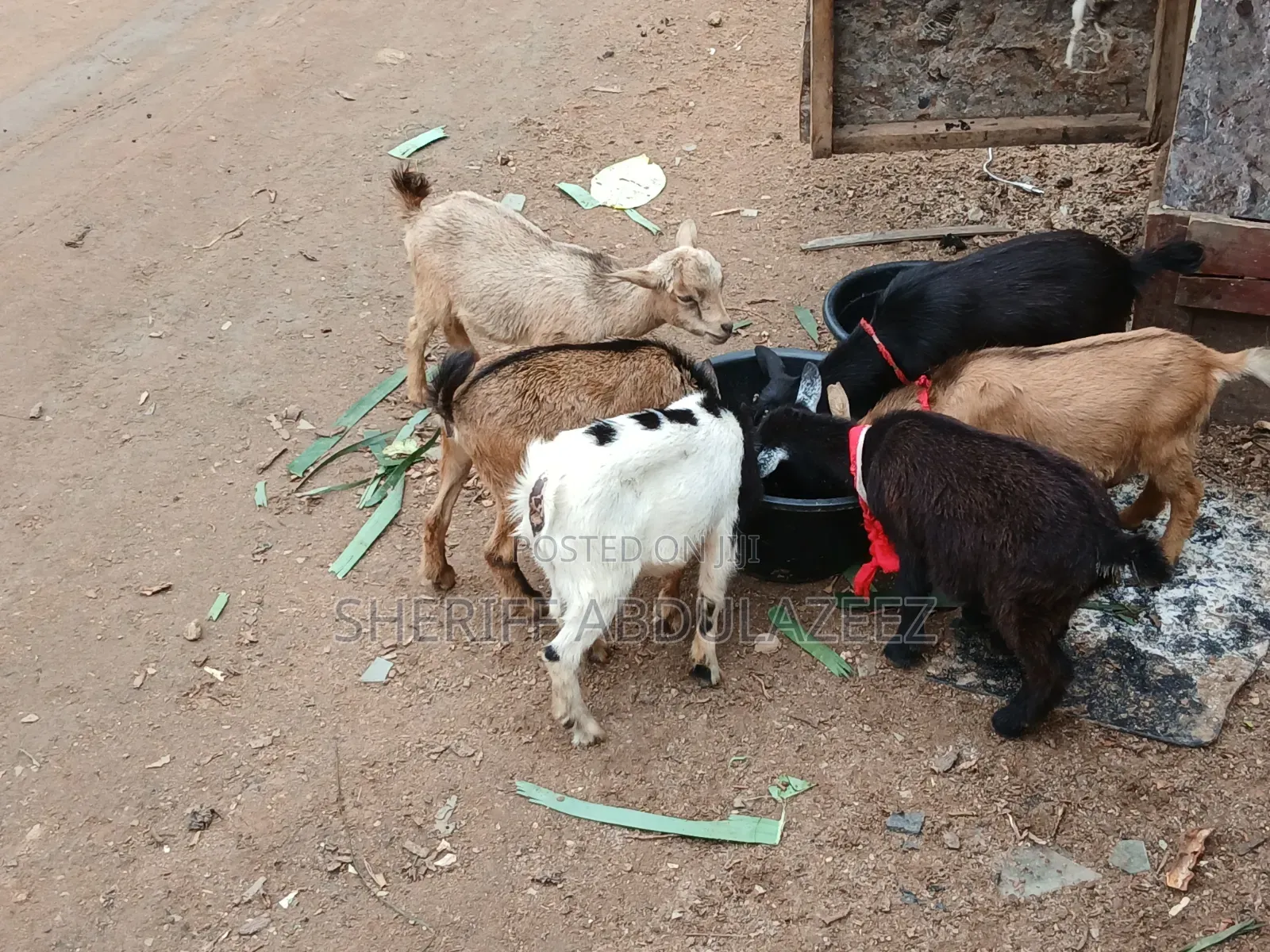 Beautiful Goats