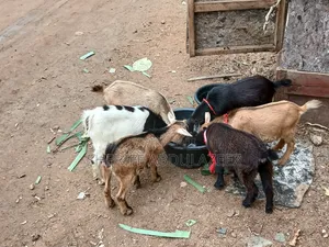 Beautiful Goats