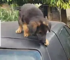 1-3 months Male Purebred German Shepherd