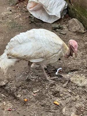 Foreign Turkey