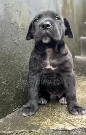 1-3 months Female Purebred Cane Corso