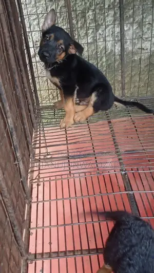 1-3 months Female Purebred German Shepherd