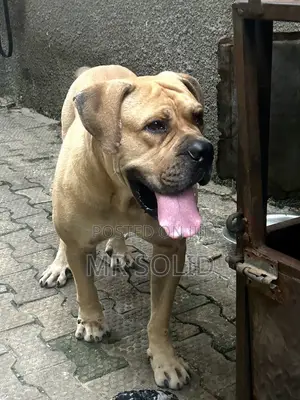 1+ year Male Purebred Boerboel