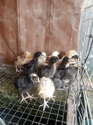 Noiler Chicken