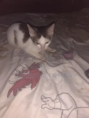 3-6 months Male Mixed Breed American Shorthair