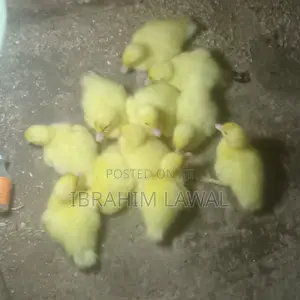 Local Ducklings