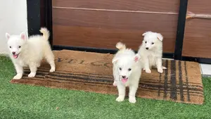 1-3 months Female Purebred American Eskimo