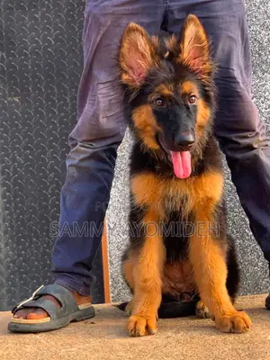 1-3 months Female Purebred German Shepherd