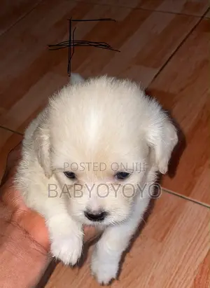 1-3 months Female Purebred Lhasa Apso