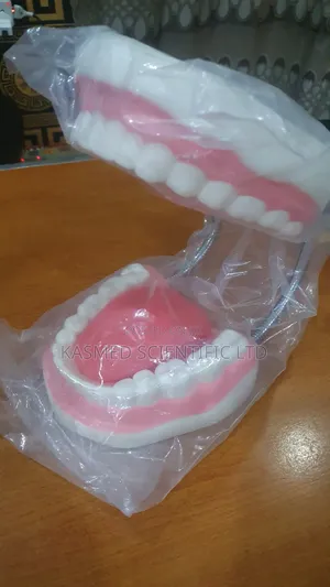 Teeth Model for Medical Laboratory