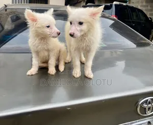 1-3 months Male Purebred American Eskimo