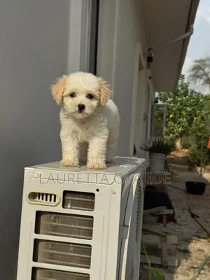 1-3 months Female Purebred Lhasa Apso