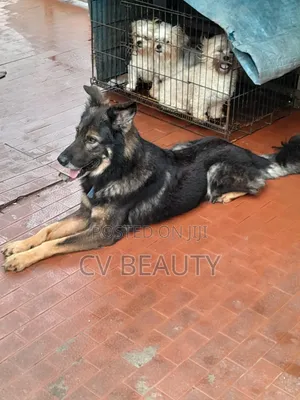 1+ year Male Mixed Breed German Shepherd
