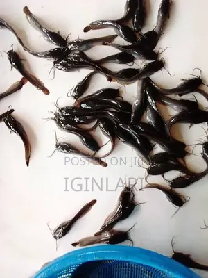 Clarias Juvenile Catfish – Healthy, Fast-Growing High Survival Rate