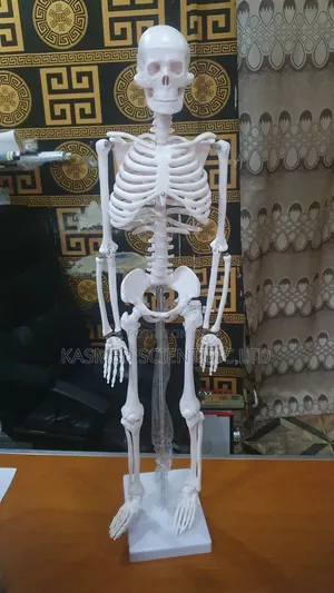 Medium Skeleton Medical Laboratory Equipment's
