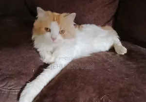 3-6 months Male Purebred Ragamuffin
