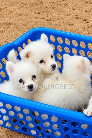 1-3 months Female Purebred American Eskimo