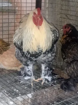 Pure Breed Brahmas