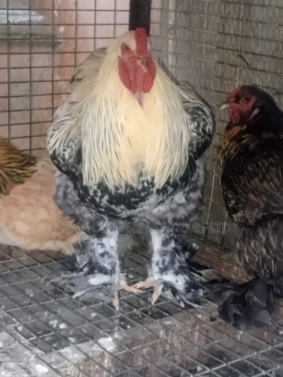 Pure Breed Brahmas