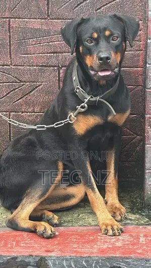 6-12 months Female Purebred Rottweiler