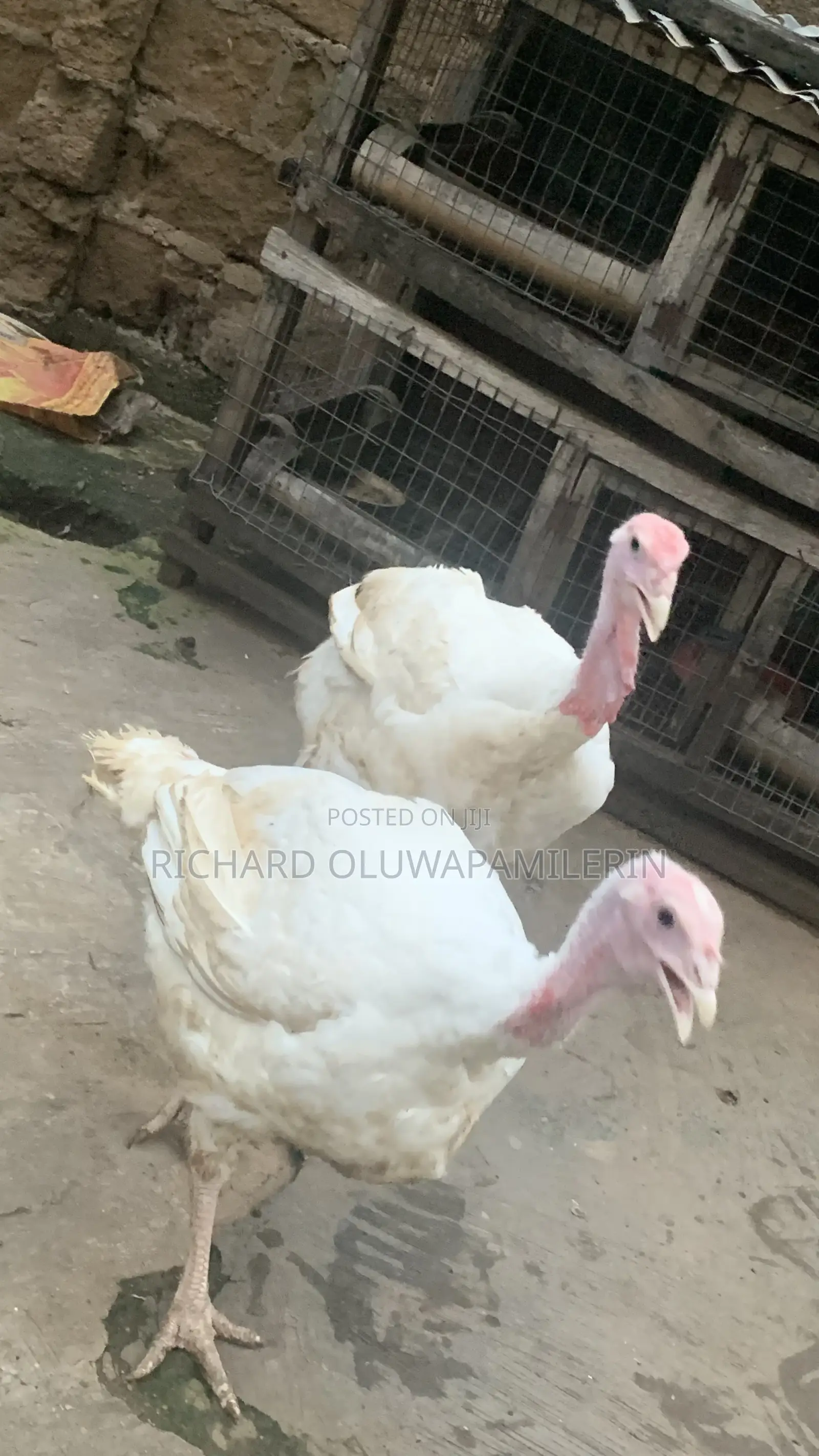 Foreign Turkeys