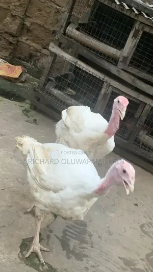 Foreign Turkeys