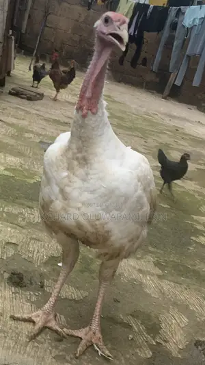Foreign Turkeys