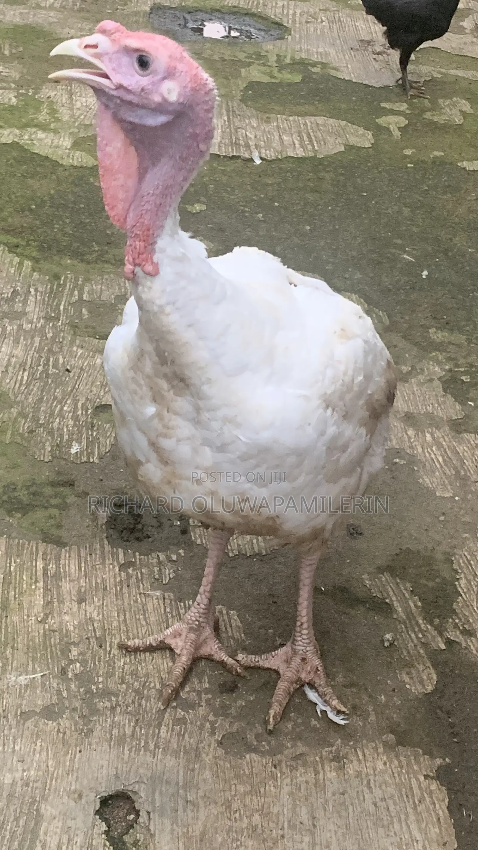 Foreign Turkeys