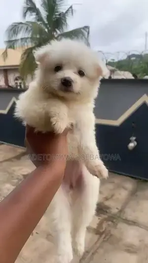 1-3 months Female Purebred American Eskimo