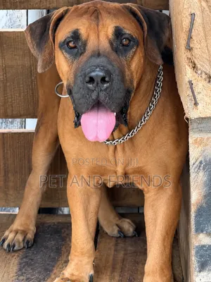 1+ year Male Purebred Boerboel