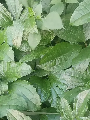 Pumpkin Leafs (Ugu) for Sale Fresh From the Farm
