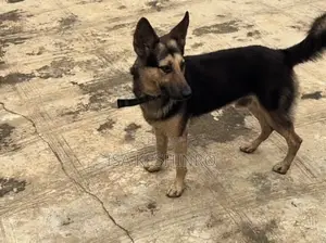 1+ year Male Mixed Breed German Shepherd