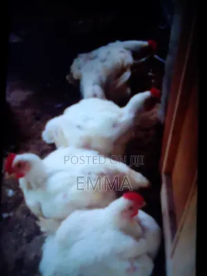 A Full Grown Big White Chicken(broillers)