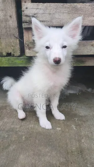1-3 months Male Purebred American Eskimo