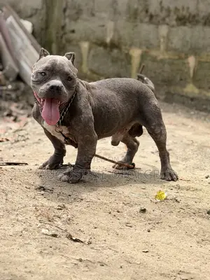 1+ year Male Purebred American Bully