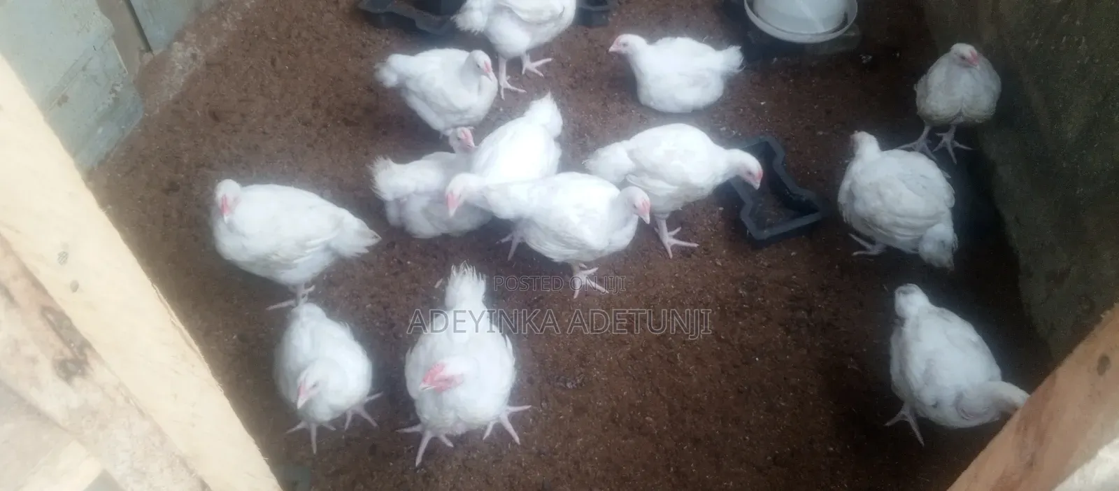 Chicken Sales