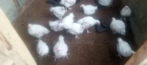 Chicken Sales