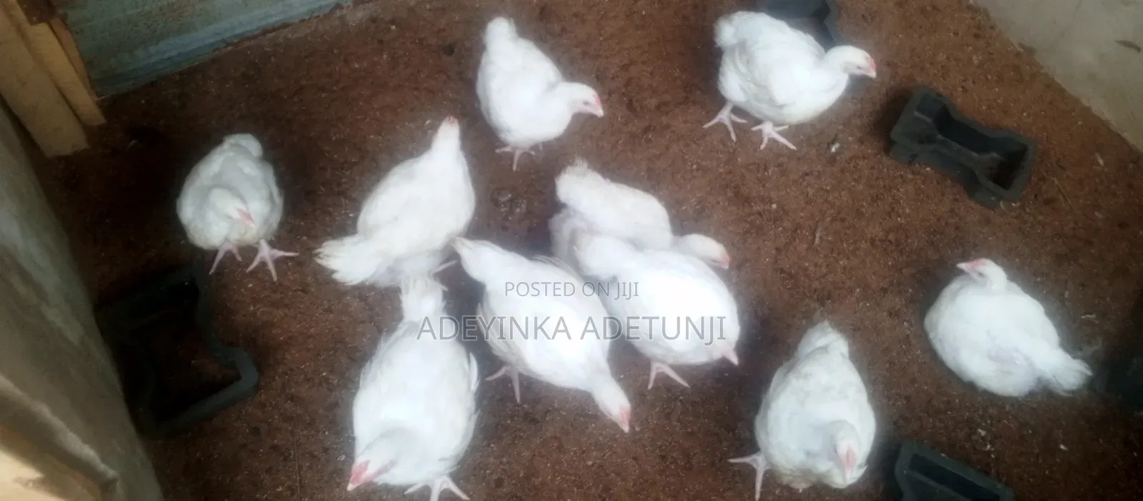 Chicken Sales