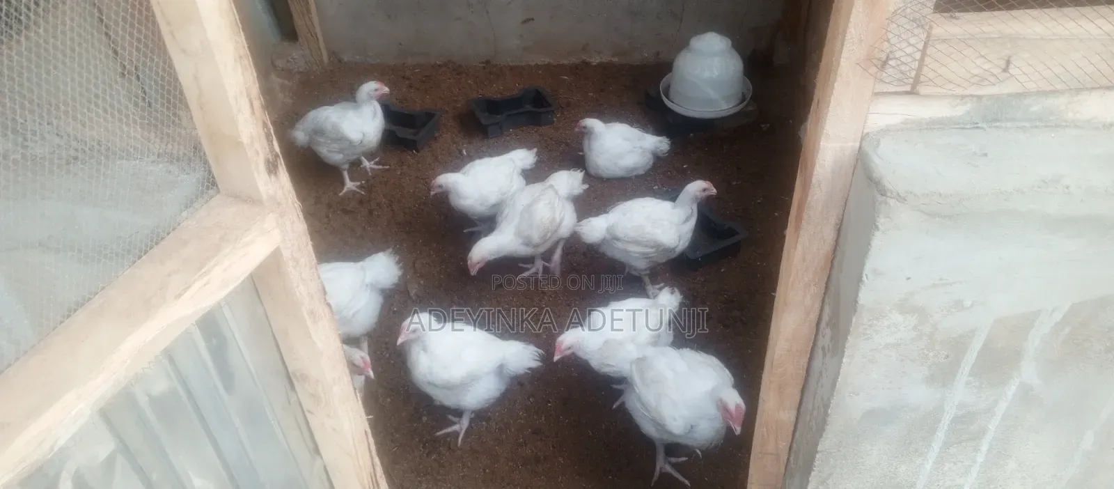 Chicken Sales