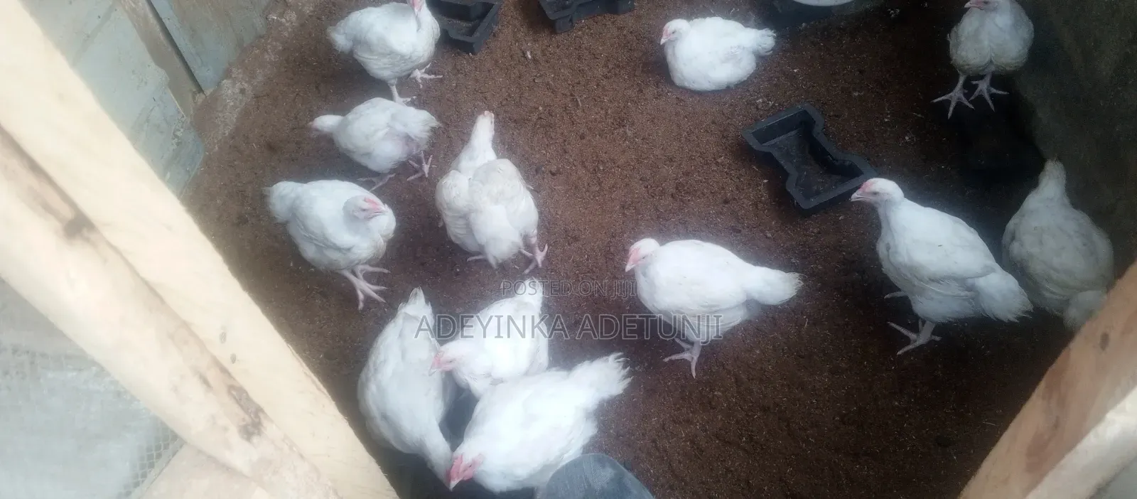 Chicken Sales