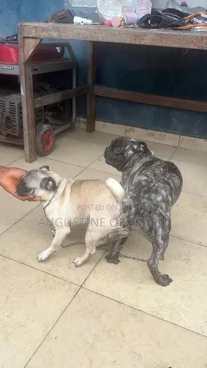 1+ year Male Purebred Pug