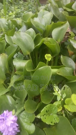 Water Hyacinth, Salvania