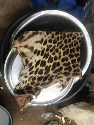 Leopard Skin (Dry)