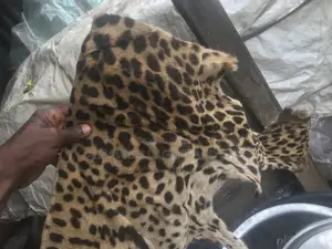 Leopard Skin (Dry)
