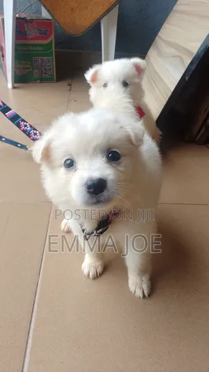1-3 months Male Purebred American Eskimo