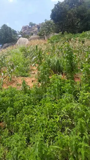 Dawaki Land