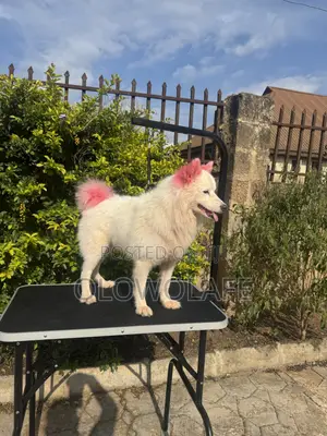 Dog Grooming Services